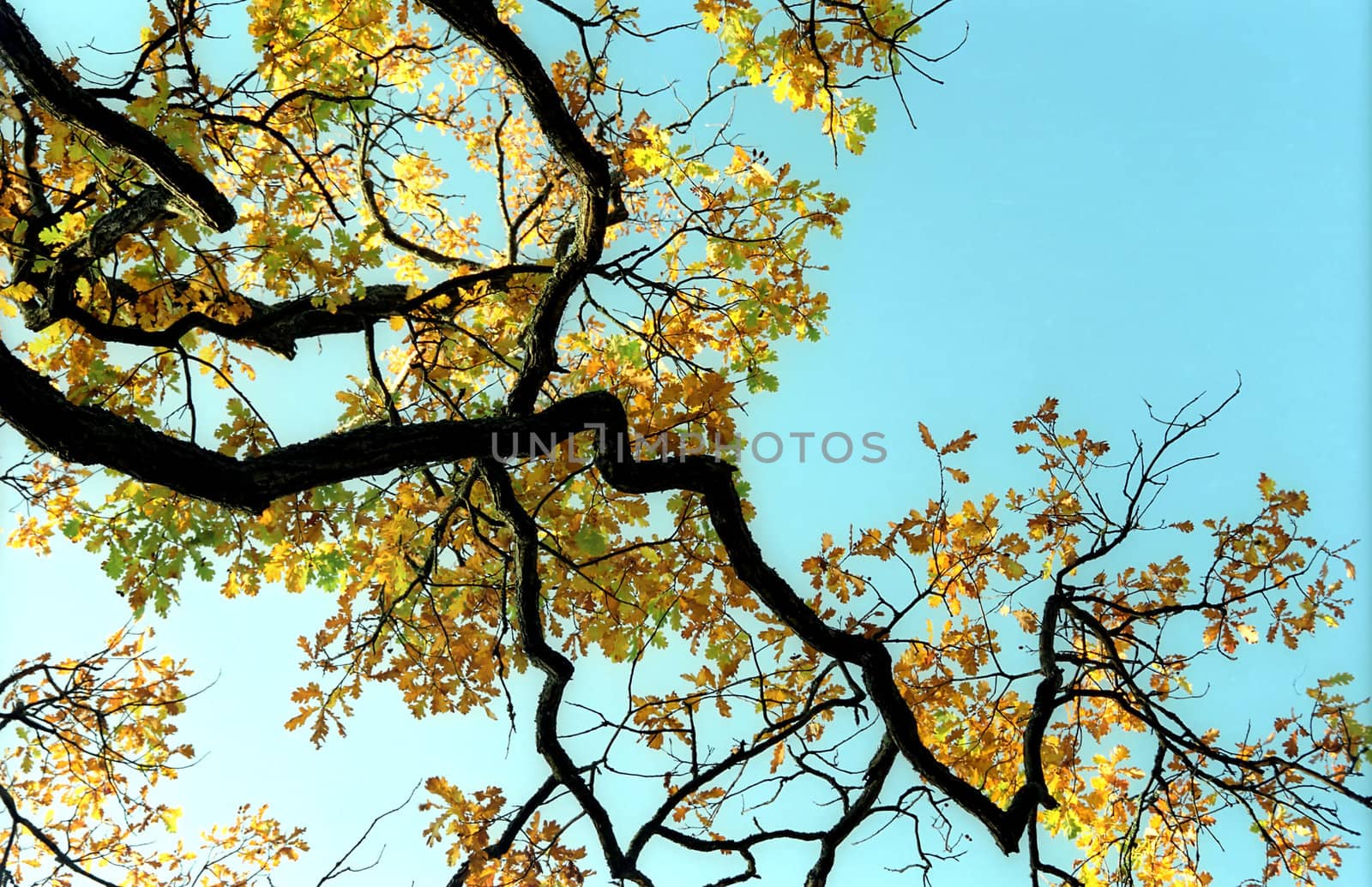 Branch of autumn oak tree on blu sky background