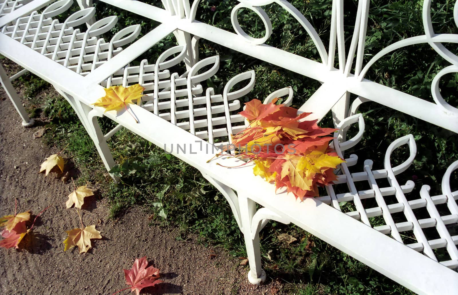 White garden bench with red and yellow maple leaves