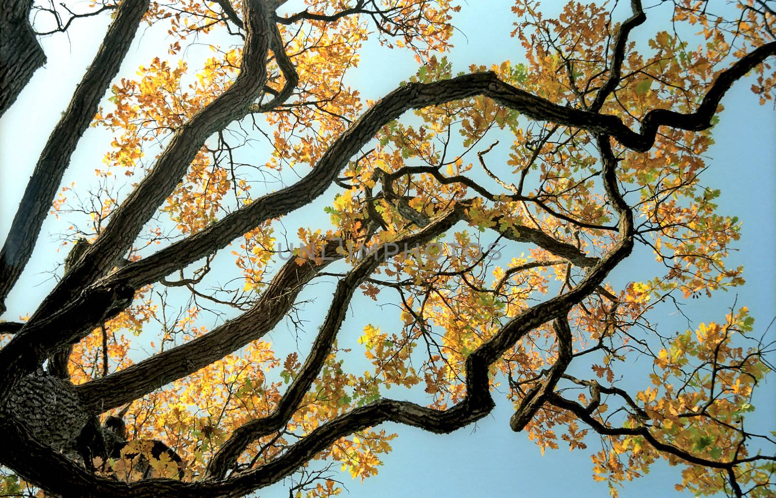Picturesque branches of autumn oak tree