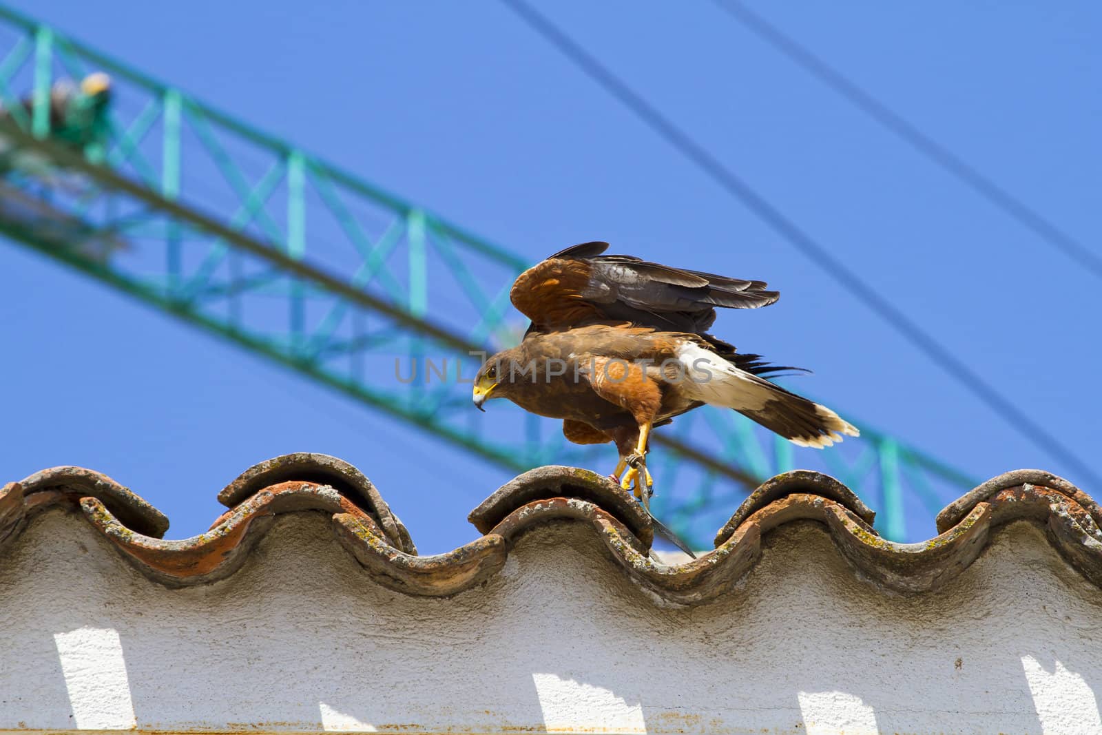 display of birds of prey, golden eagle by FernandoCortes