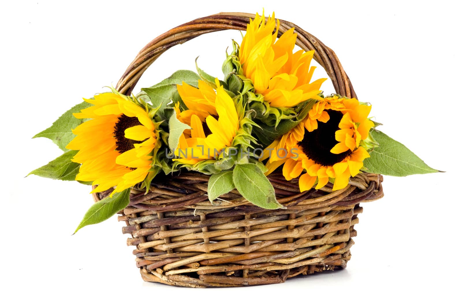 Four sunflowers in a basket