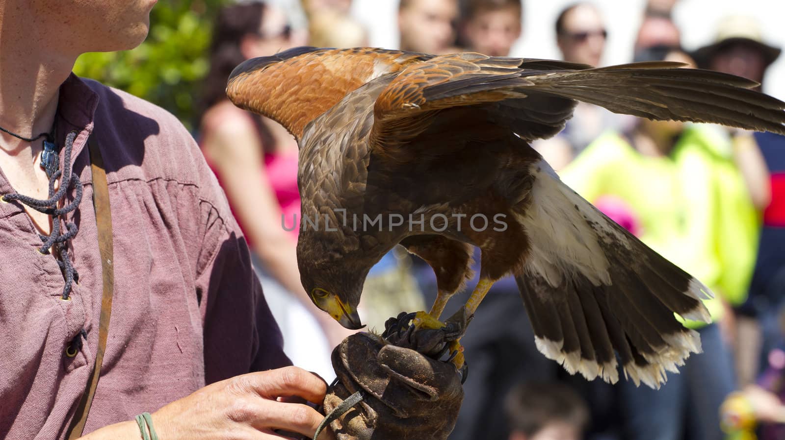 display of birds of prey, golden eagle