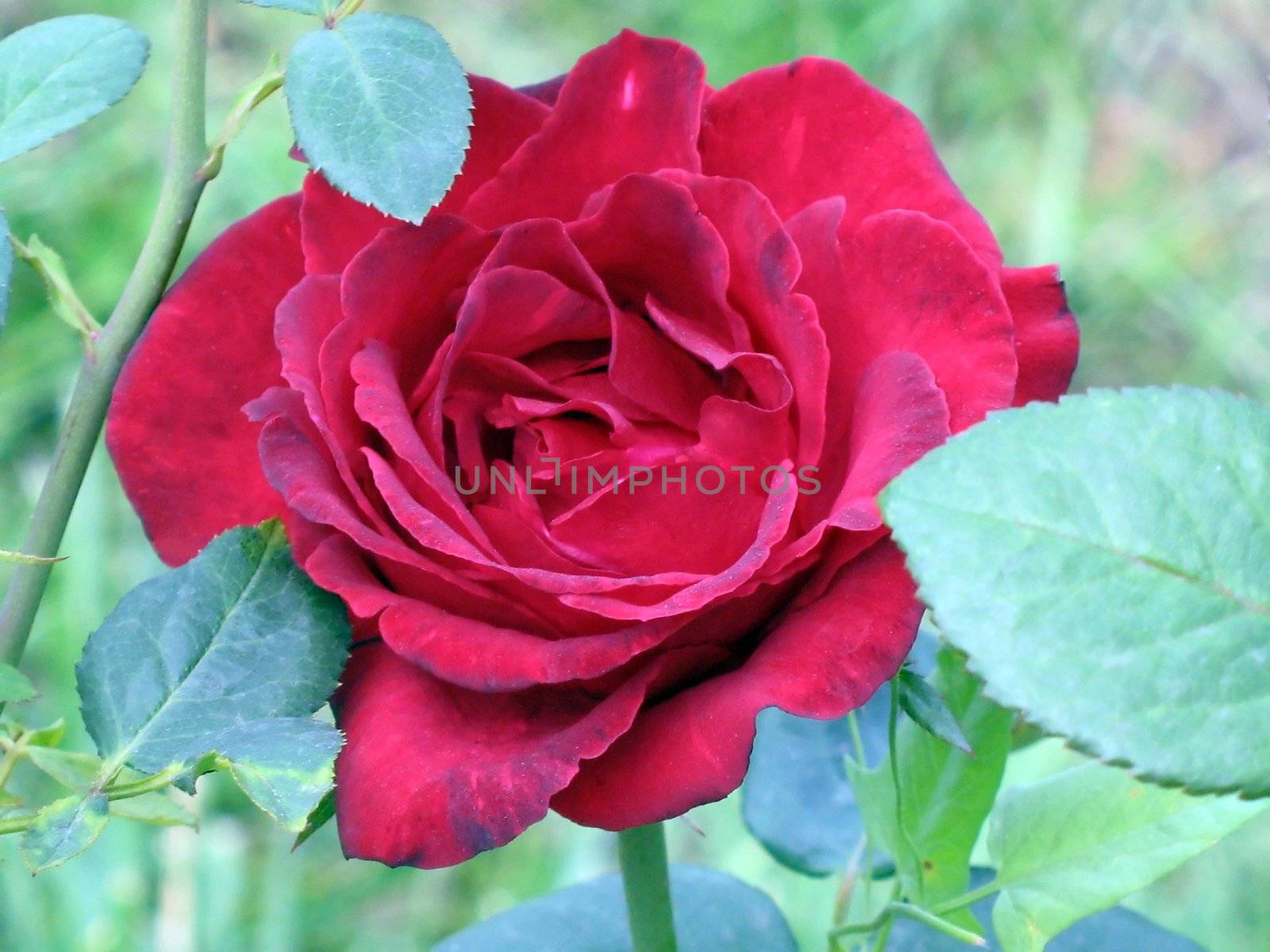 Red rose in a garden