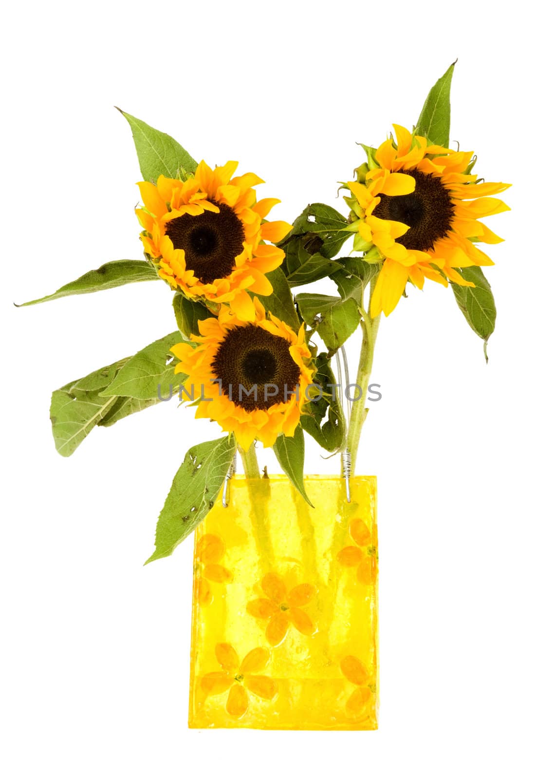 Four sunflowers in a yellow vase