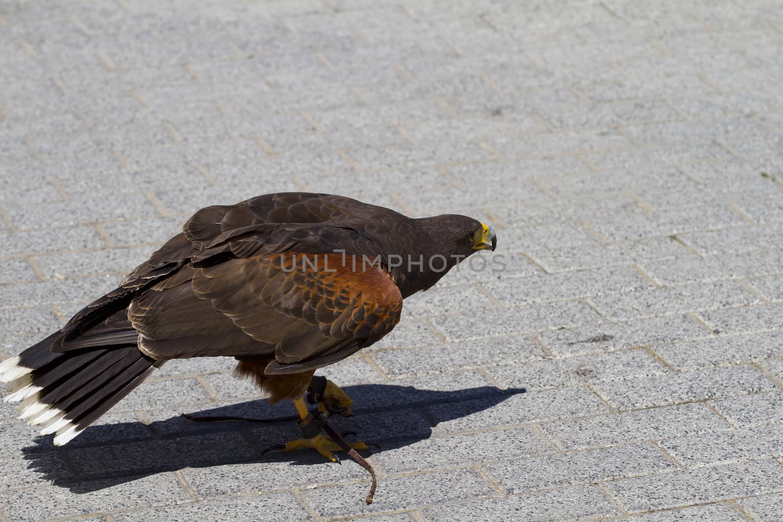 low-flying eagle