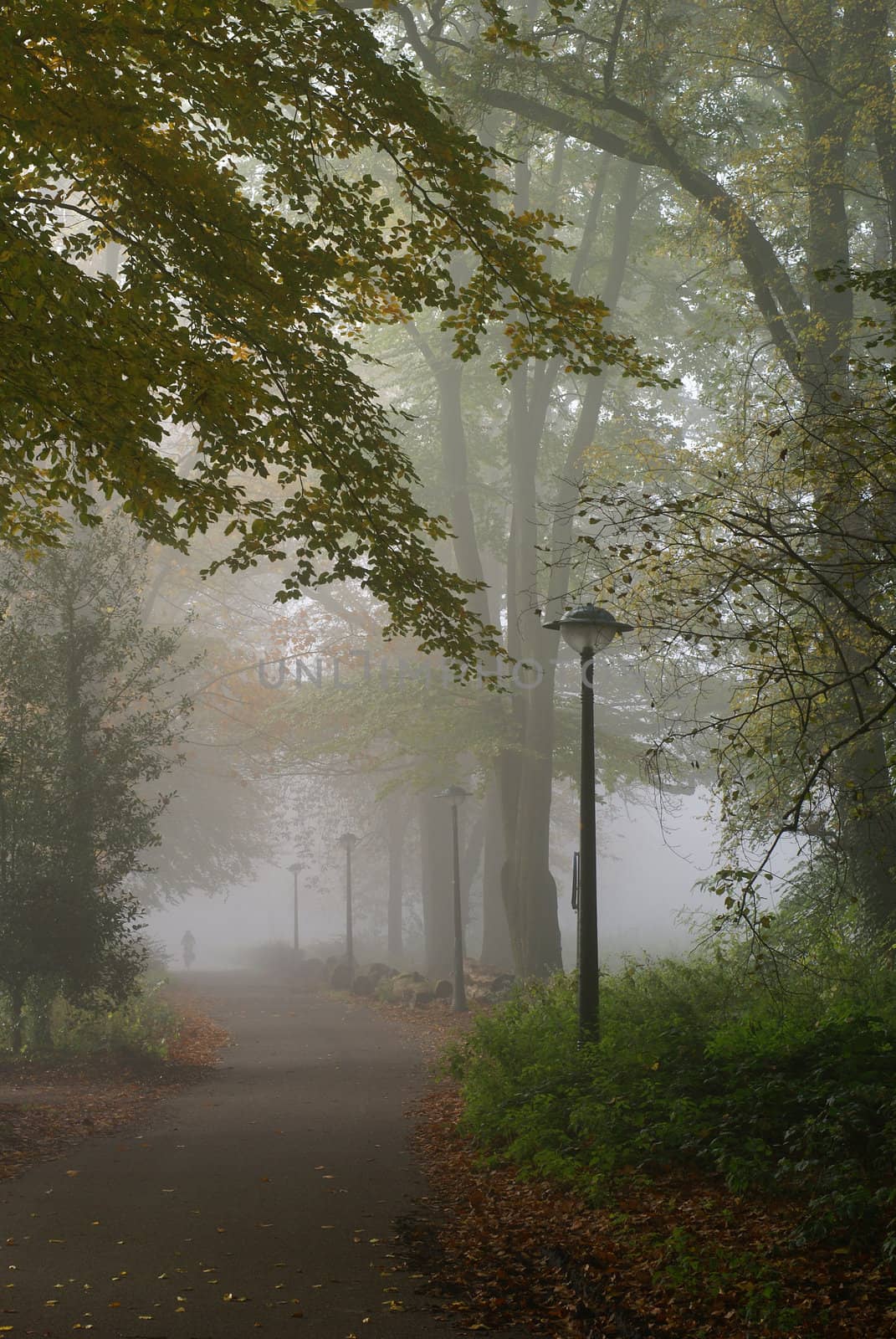 Misty morning. by SasPartout