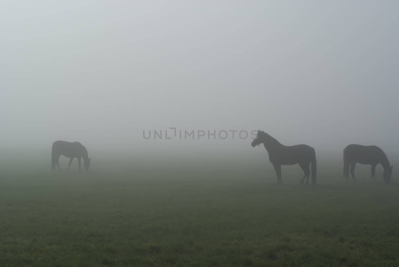 Three horses standing in a meadow on a foggy morning.