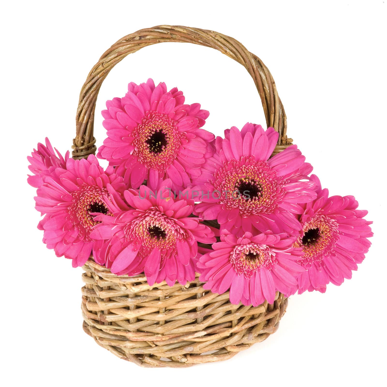 a basket, full with pink daisies