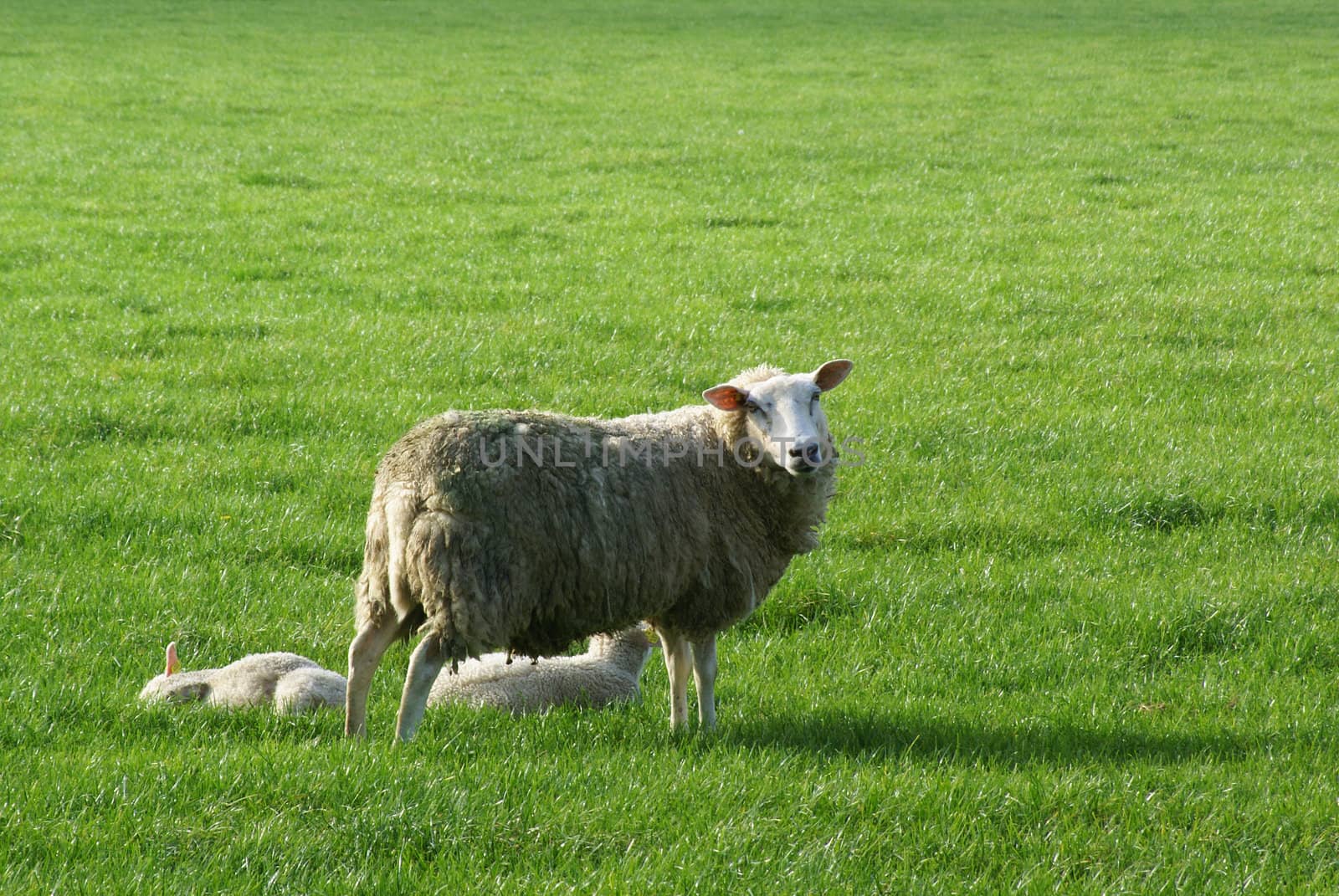 Sheep with young lambs in a meadow. 