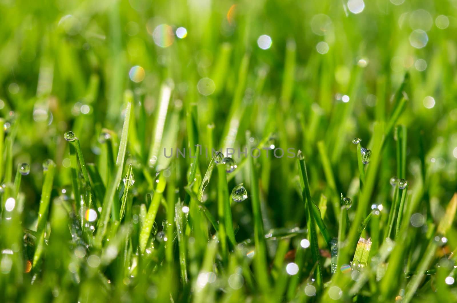 dew drops on green grass on lawn