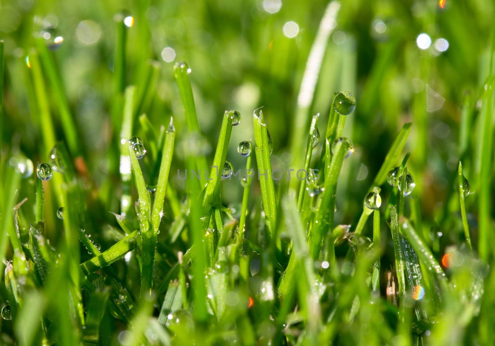 dew drops on the green grass
