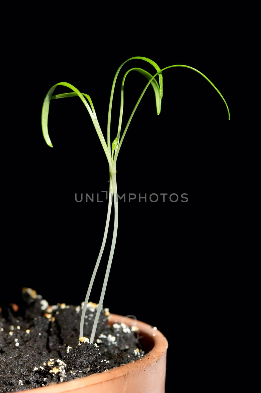 braird growing in the flowerpot