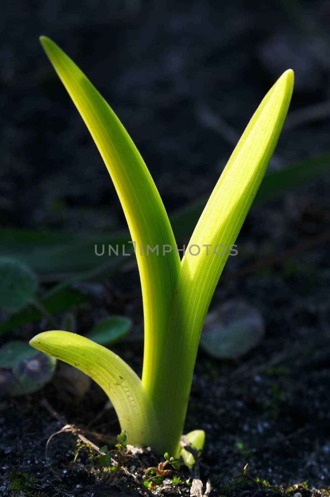 Young plant growing up at spring