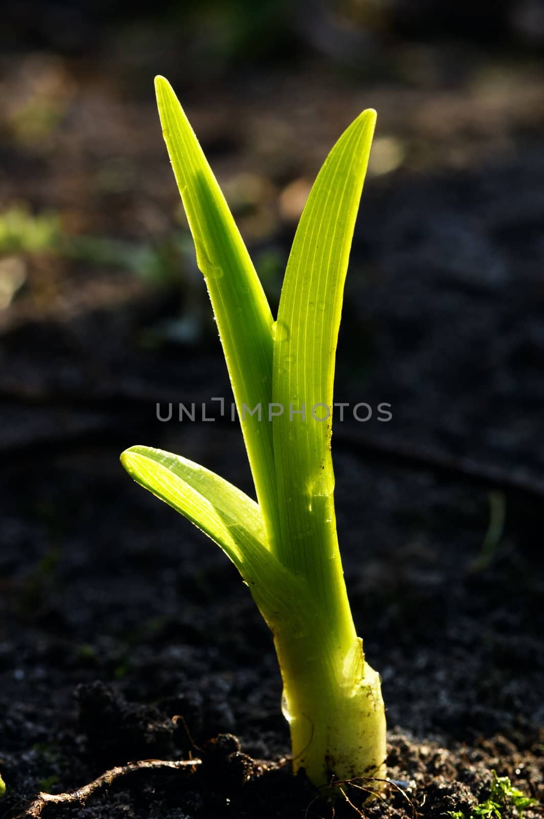 Young plant growing up at spring