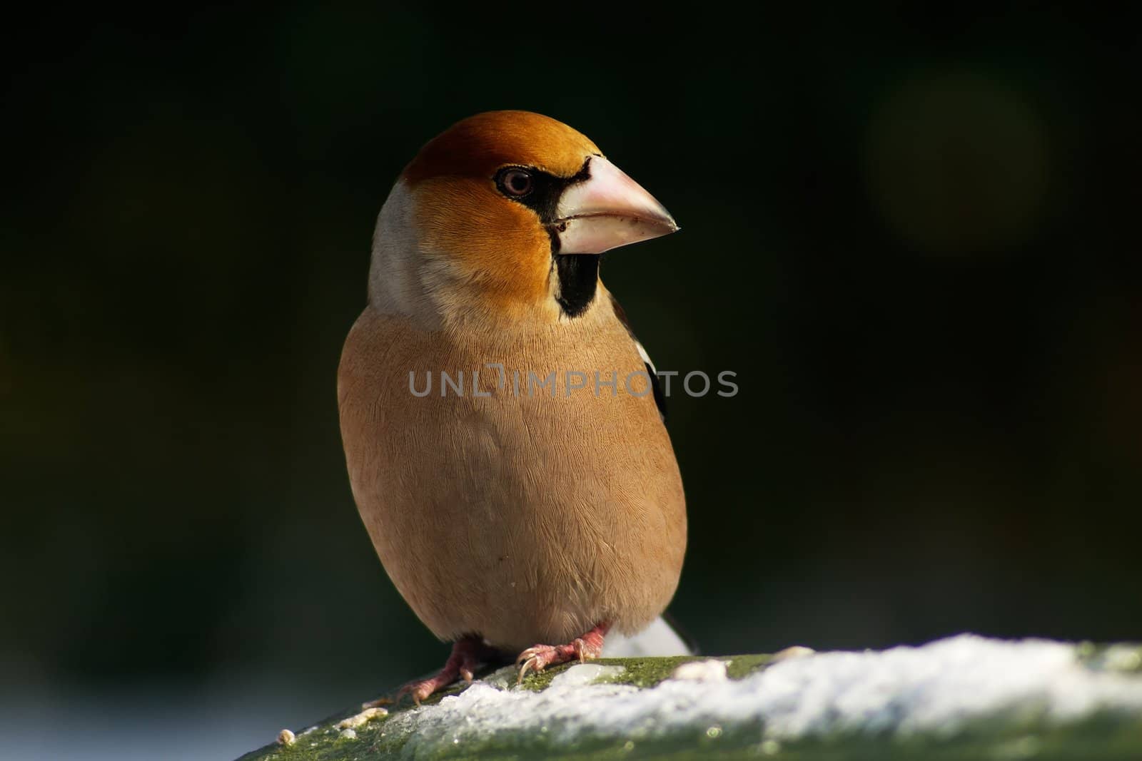 Winter photo of hawfinch bird on the blur background