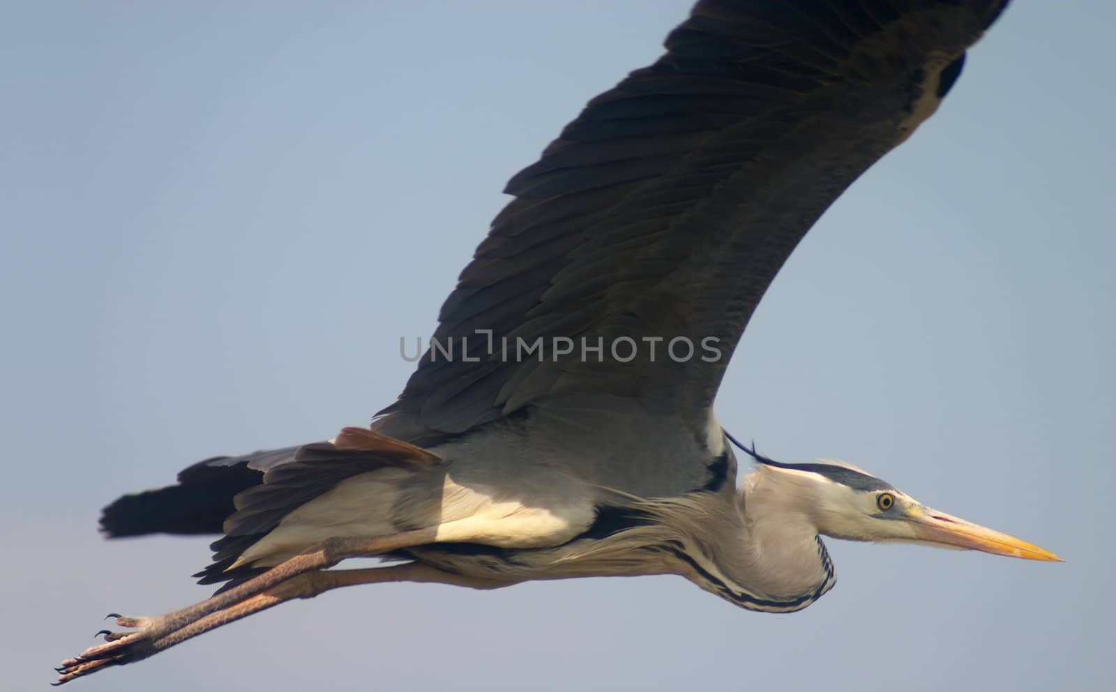 heron bird soaring in blue sky
