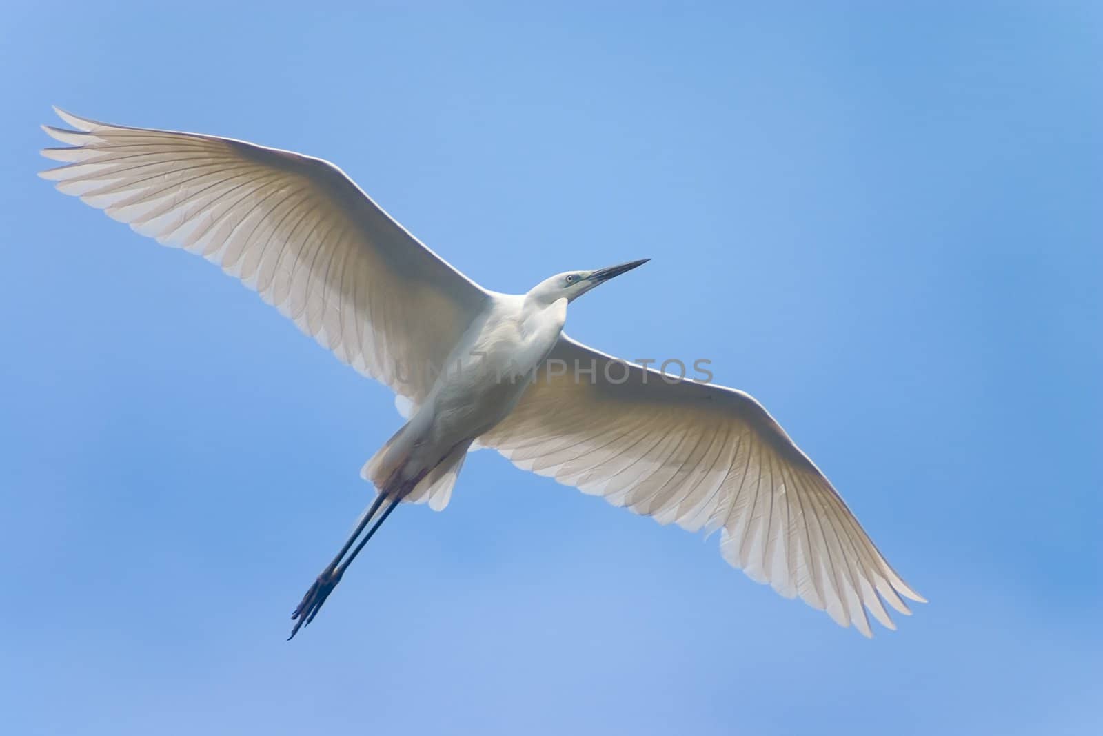 soaring white heron bird in blue sky