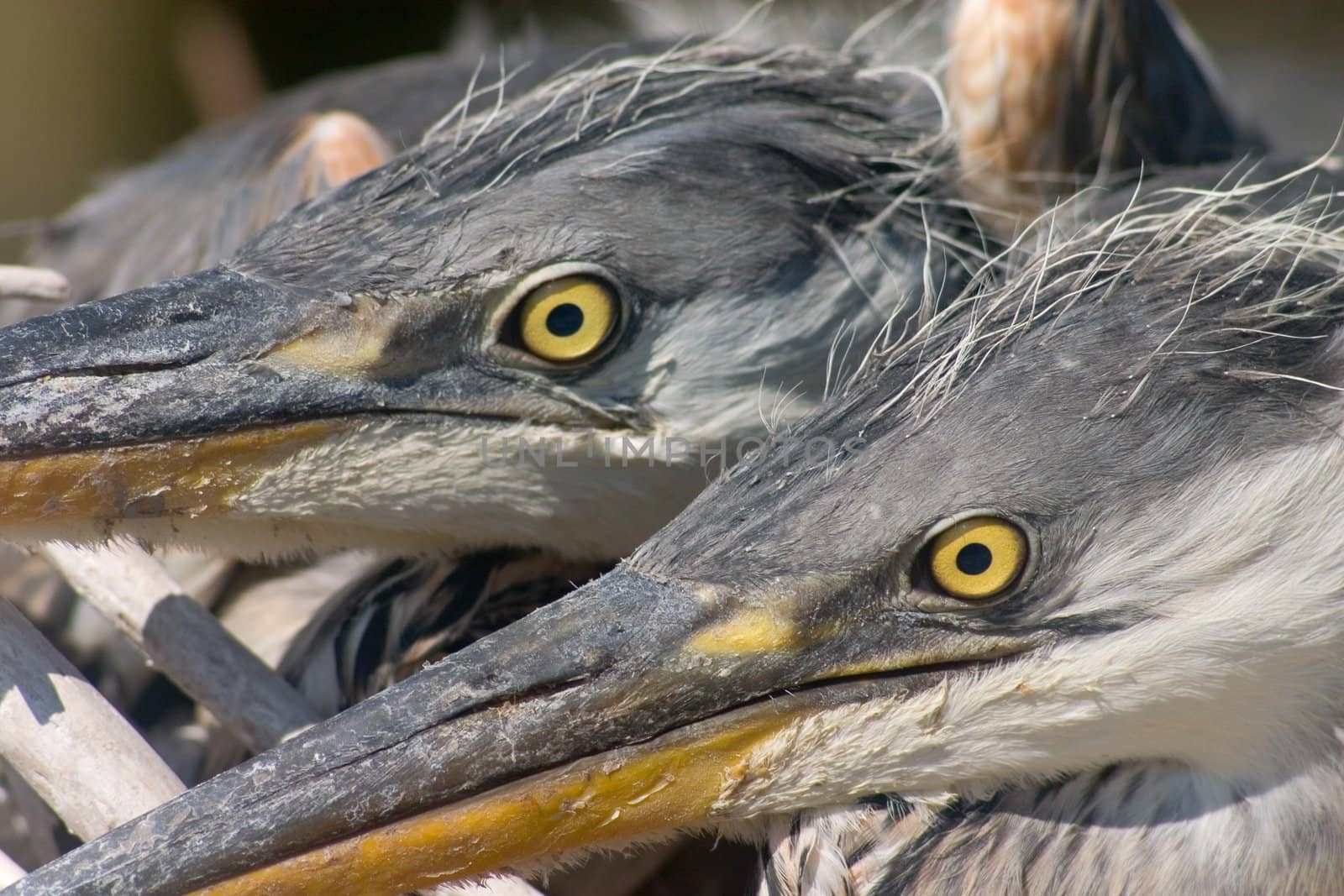 two nestling of gray heron bird glaring from nest