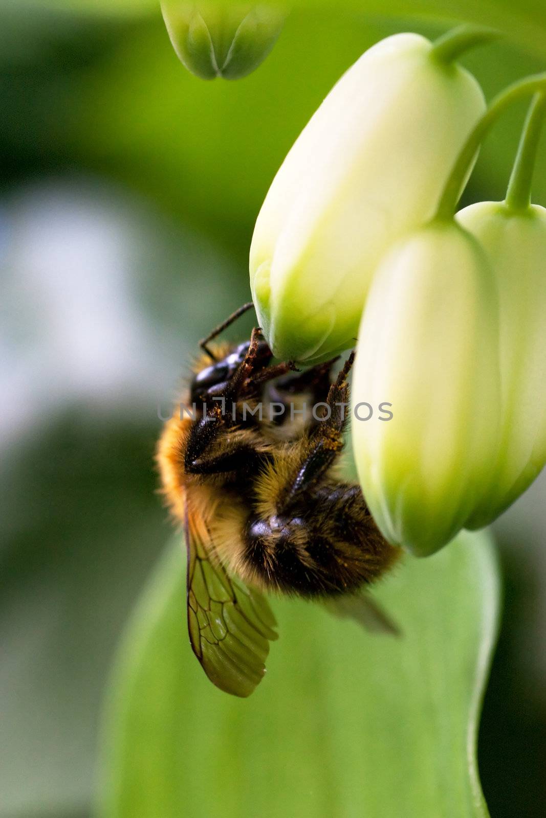 Hairy bumblebee on a closed bud. Macro view.