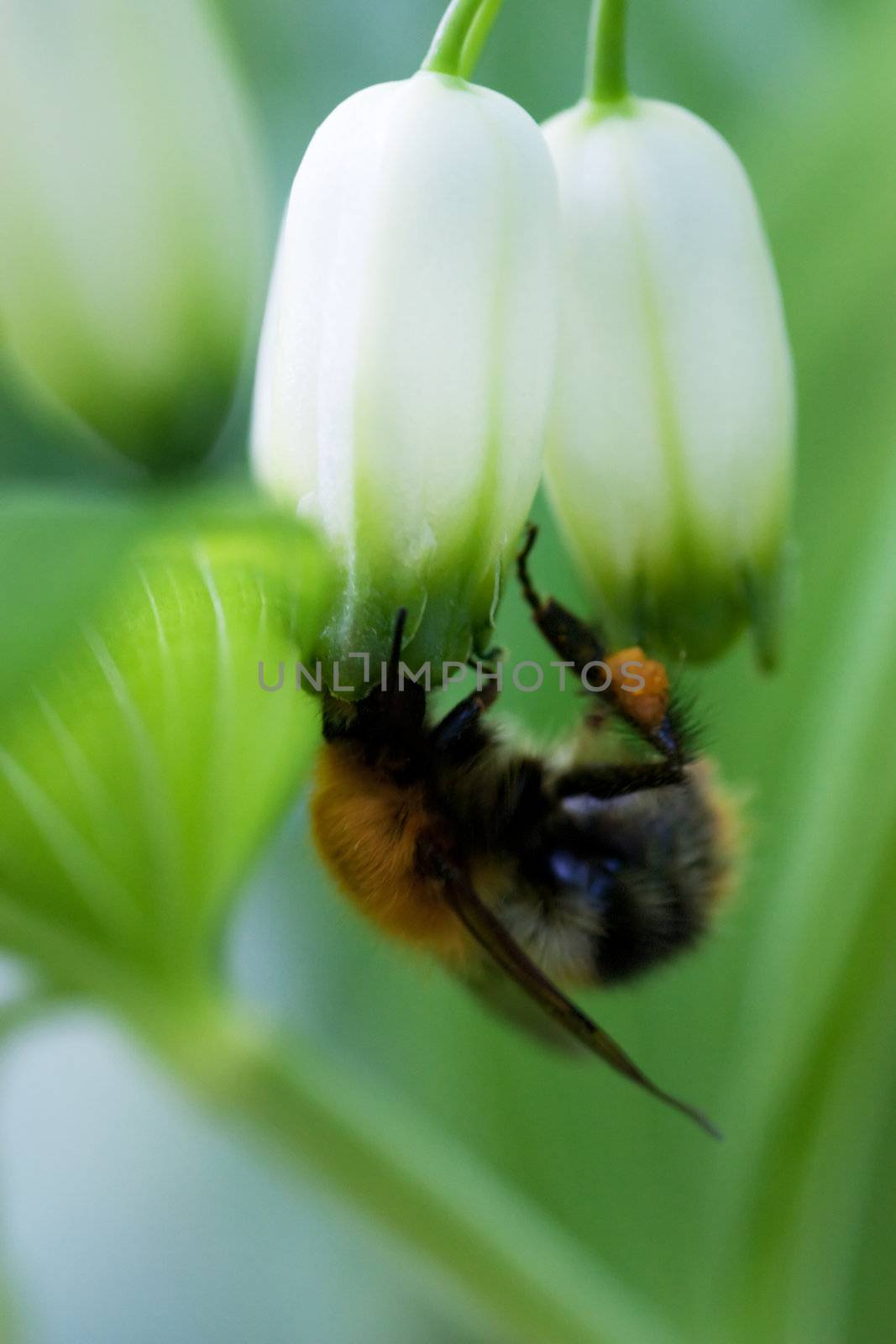 Hairy bumblebee on a closed bud. Macro view.