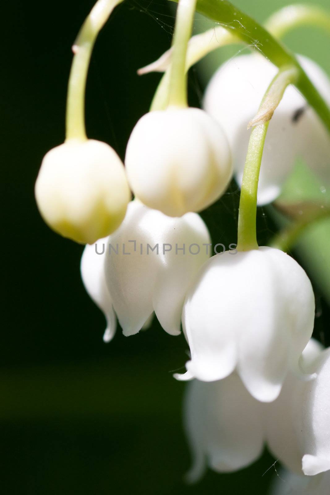 Lily of the valley. Macro view.