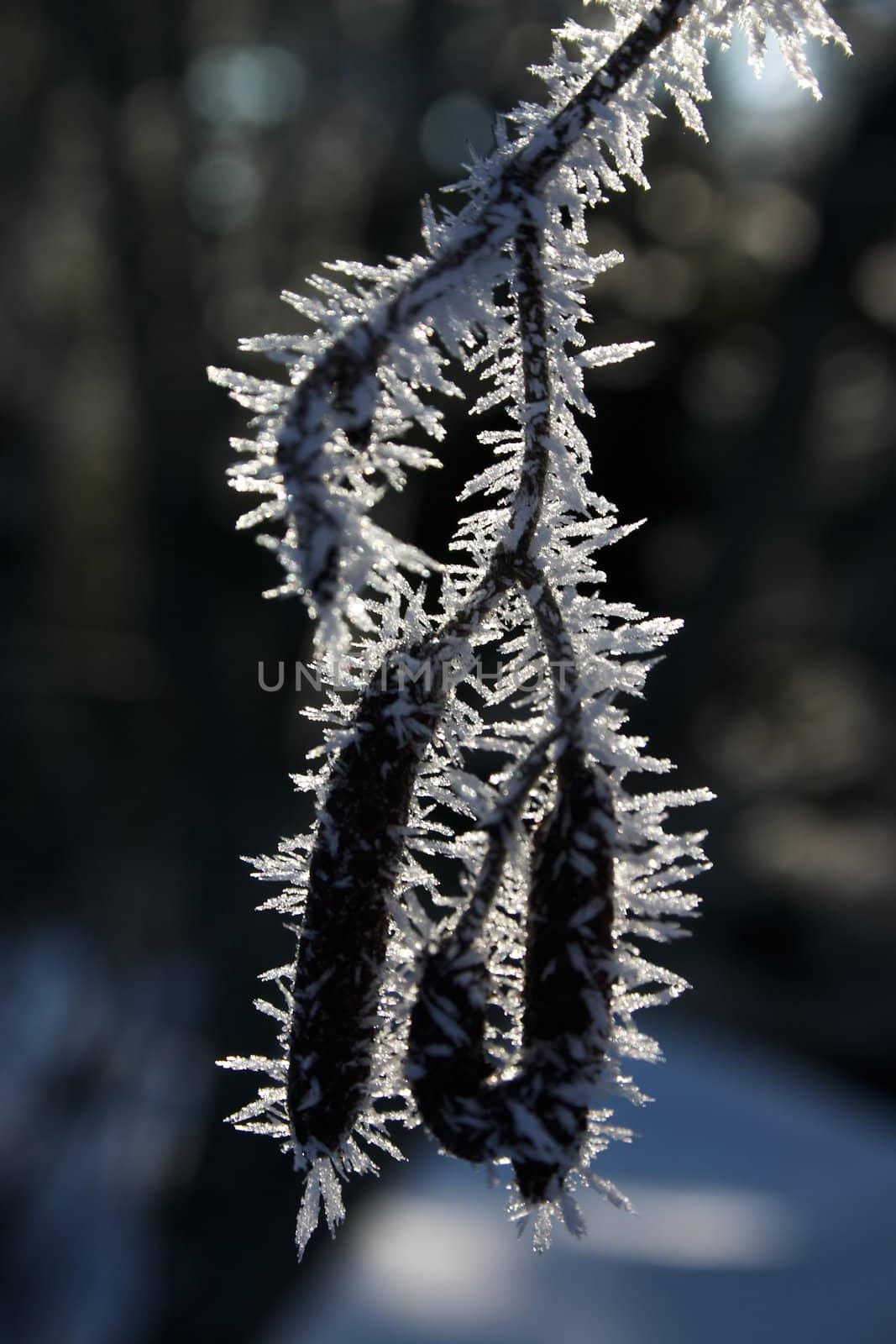 A branch with pods covered with hoar-frost