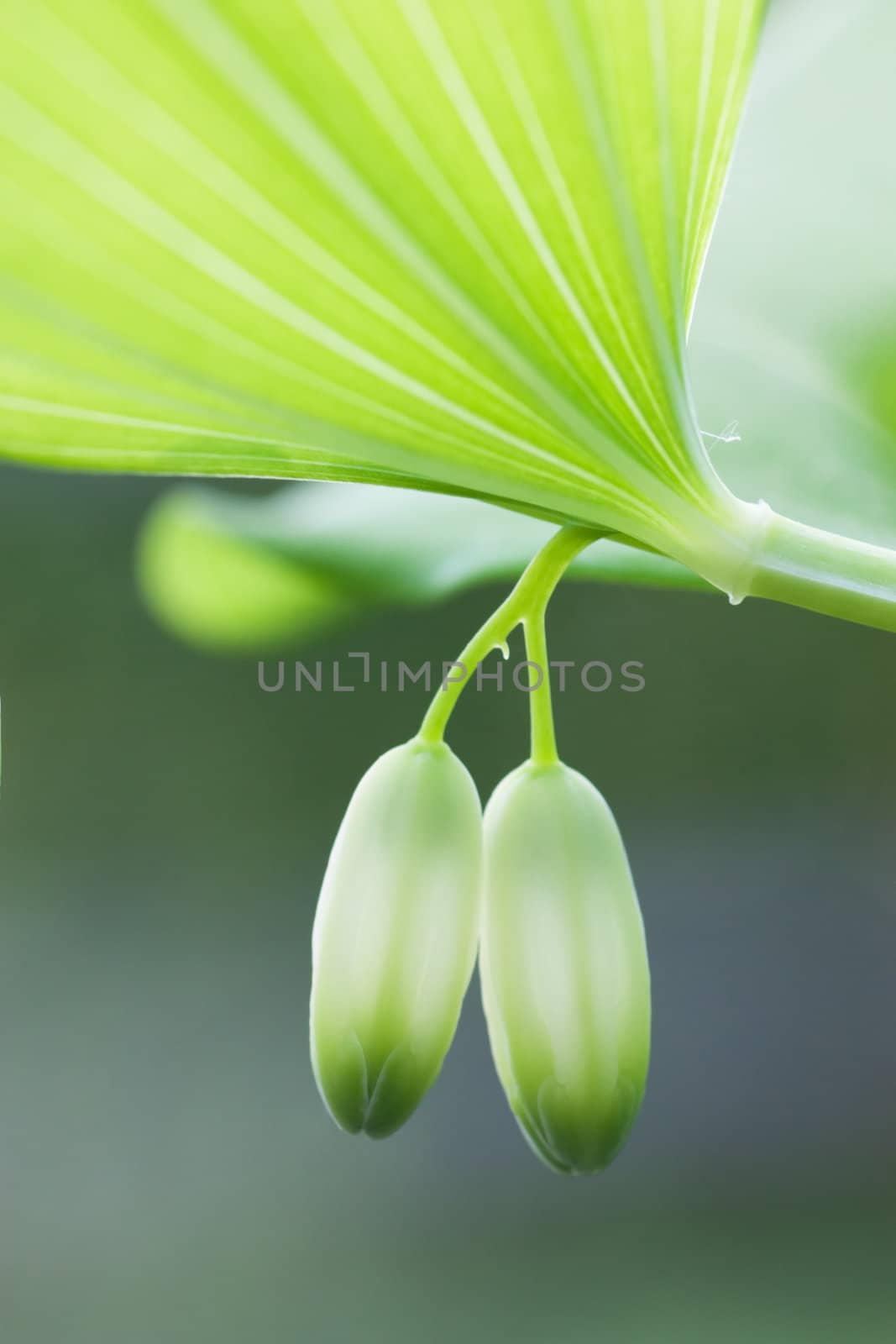 Close-up of green closed bud. Shallow depth of field.