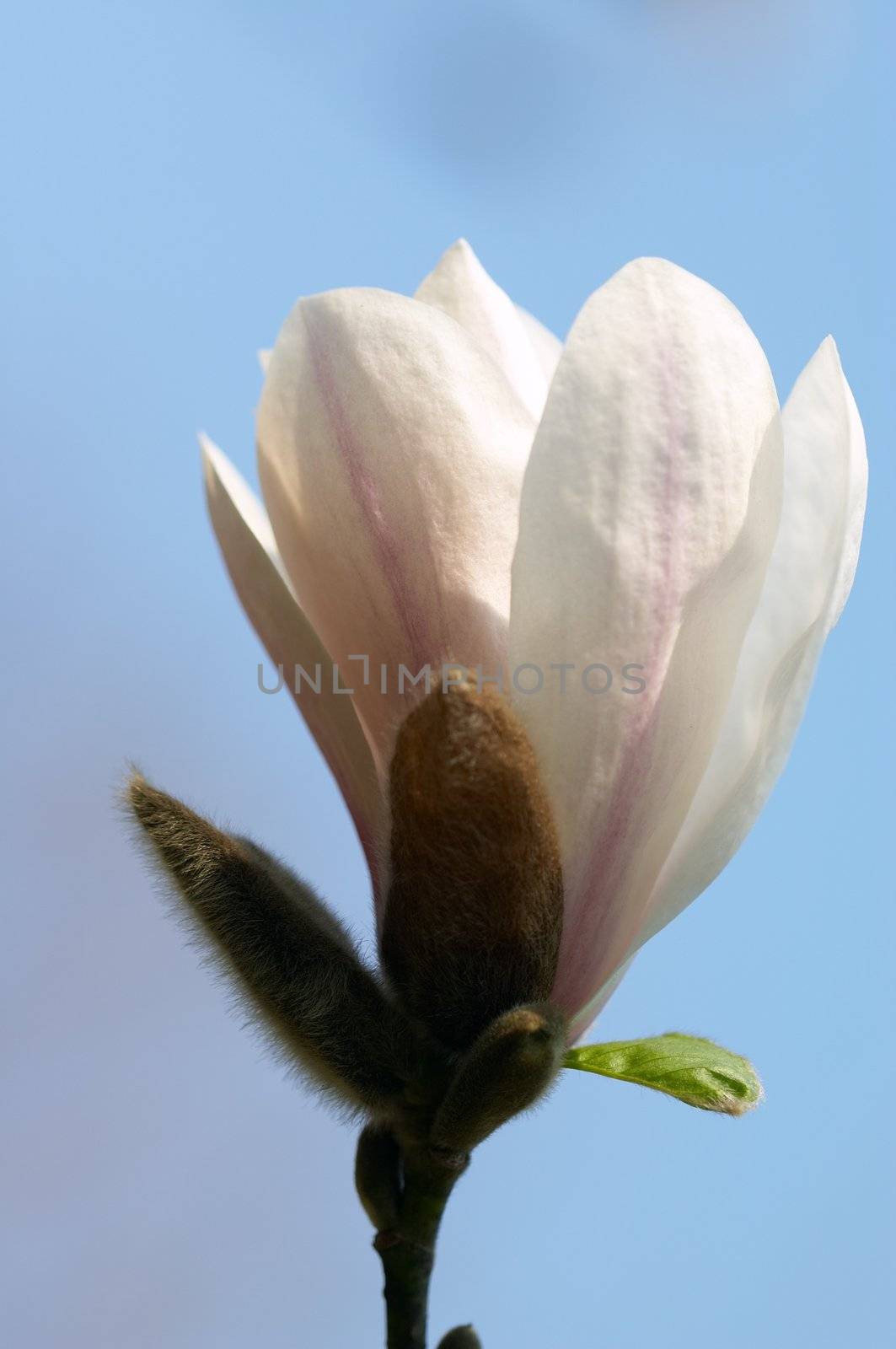 Pink flower of magnolia tree