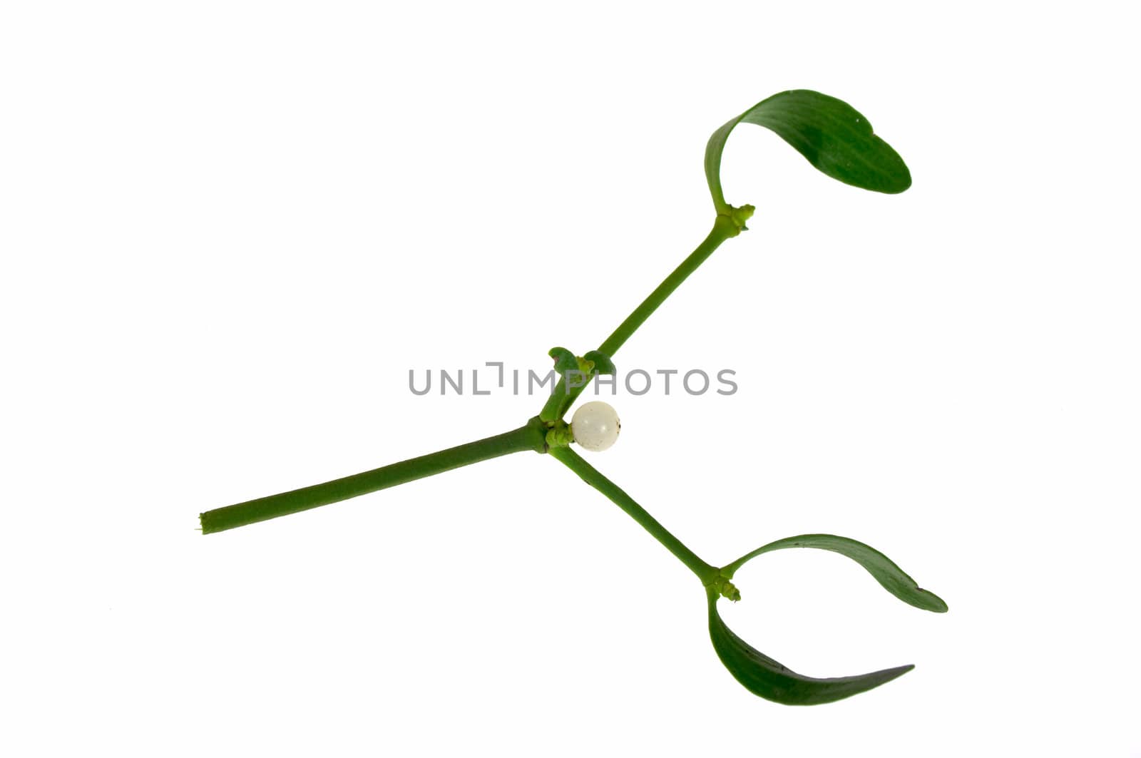 Mistletoe sprout with leafs and berries, isolated on  white background.