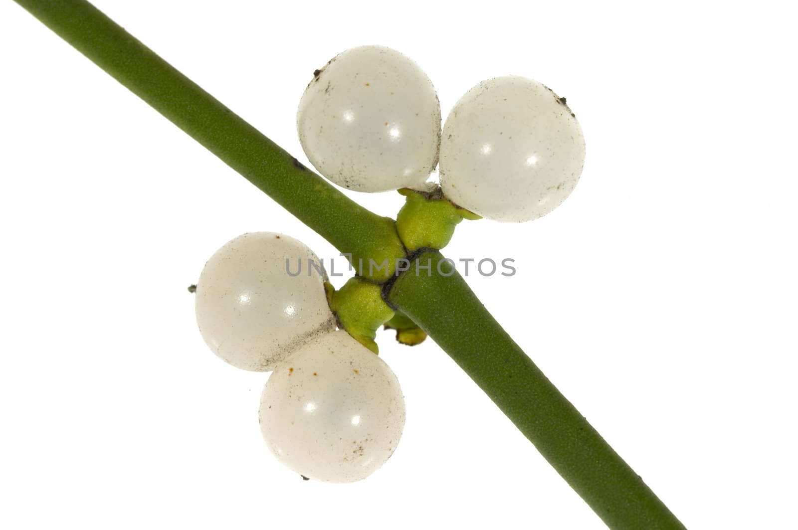 Macro of a  mistletoe sprig with berries, isolated on a white background.