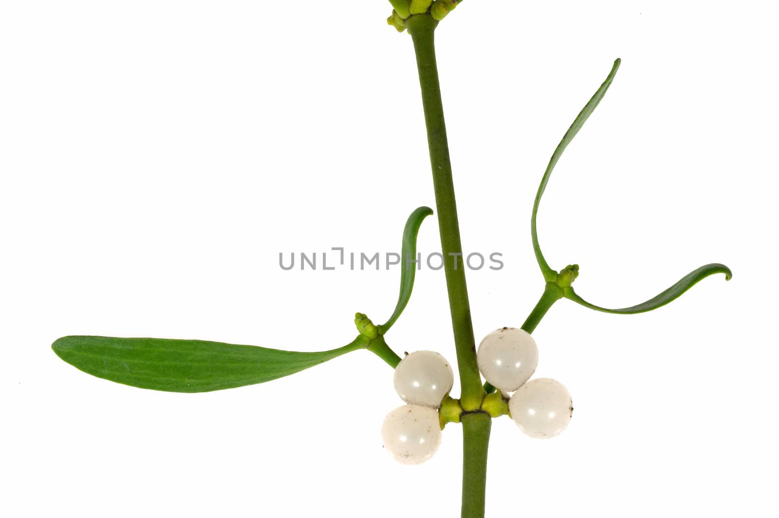 Macro of a mistletoe twig with leafs and berries, isolated on  white background.