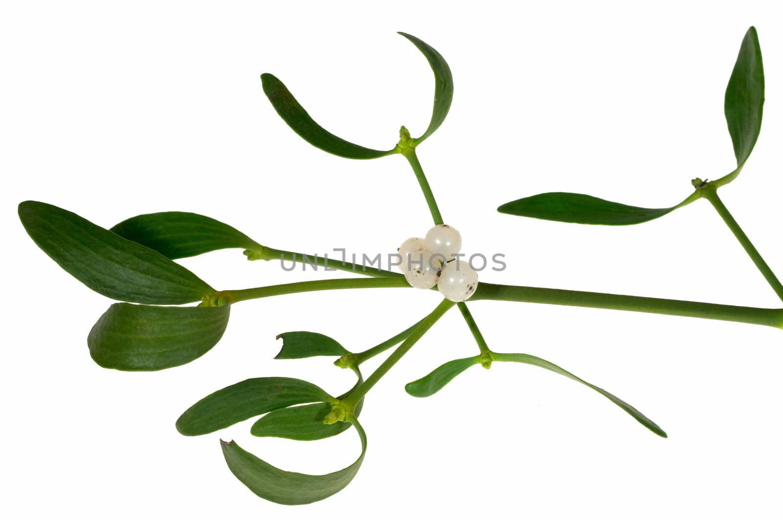 Mistletoe sprig with berries and leafs, isolated on a white background.