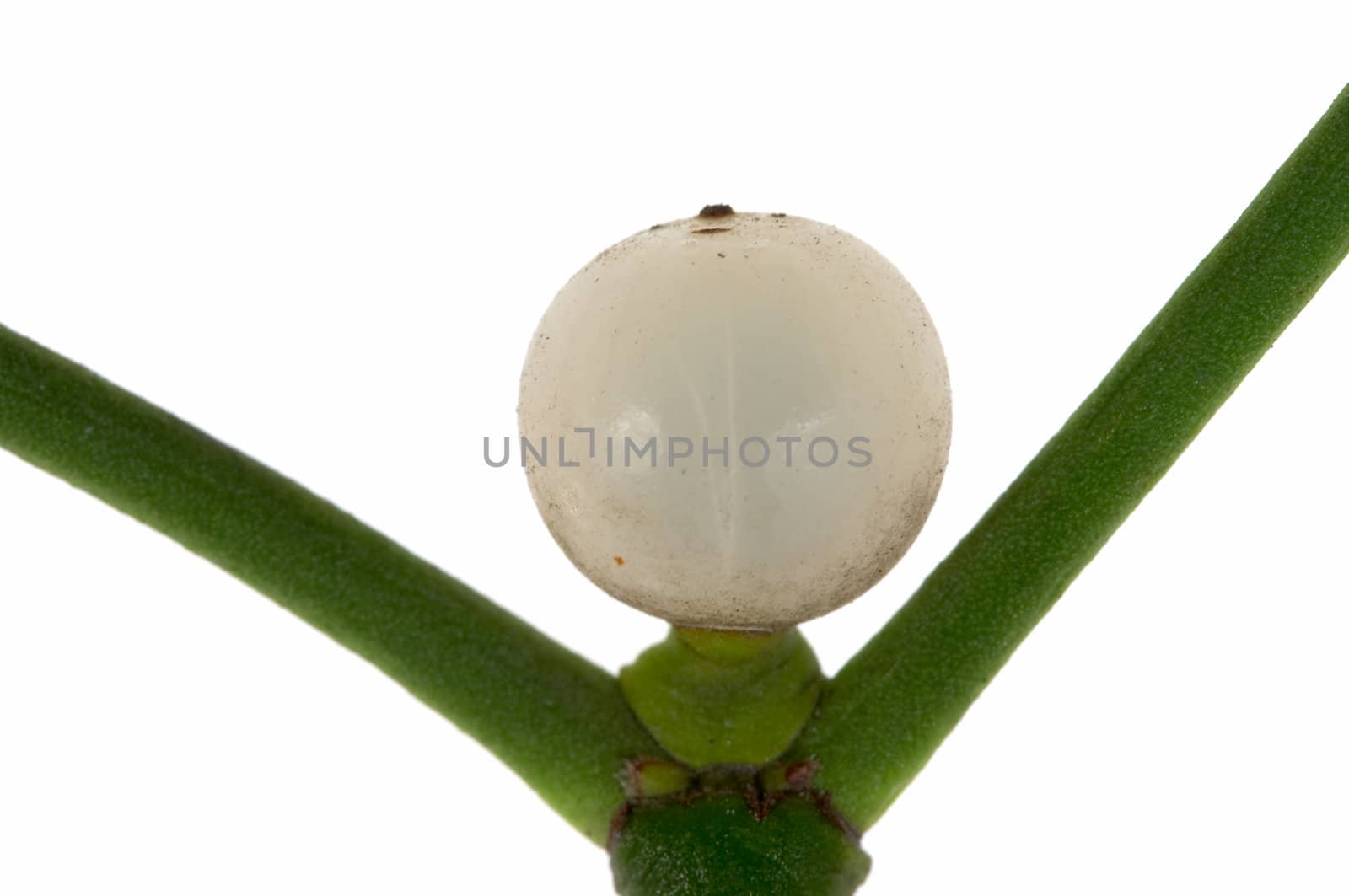 Macro photo of a  mistletoe berry, isolated on a white background.