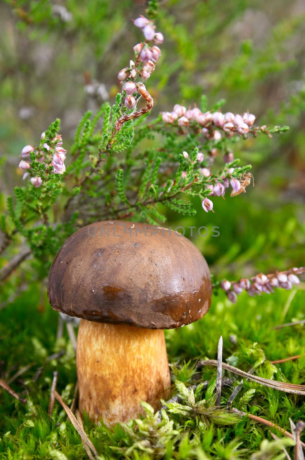fall mushroom in forest under heather flower