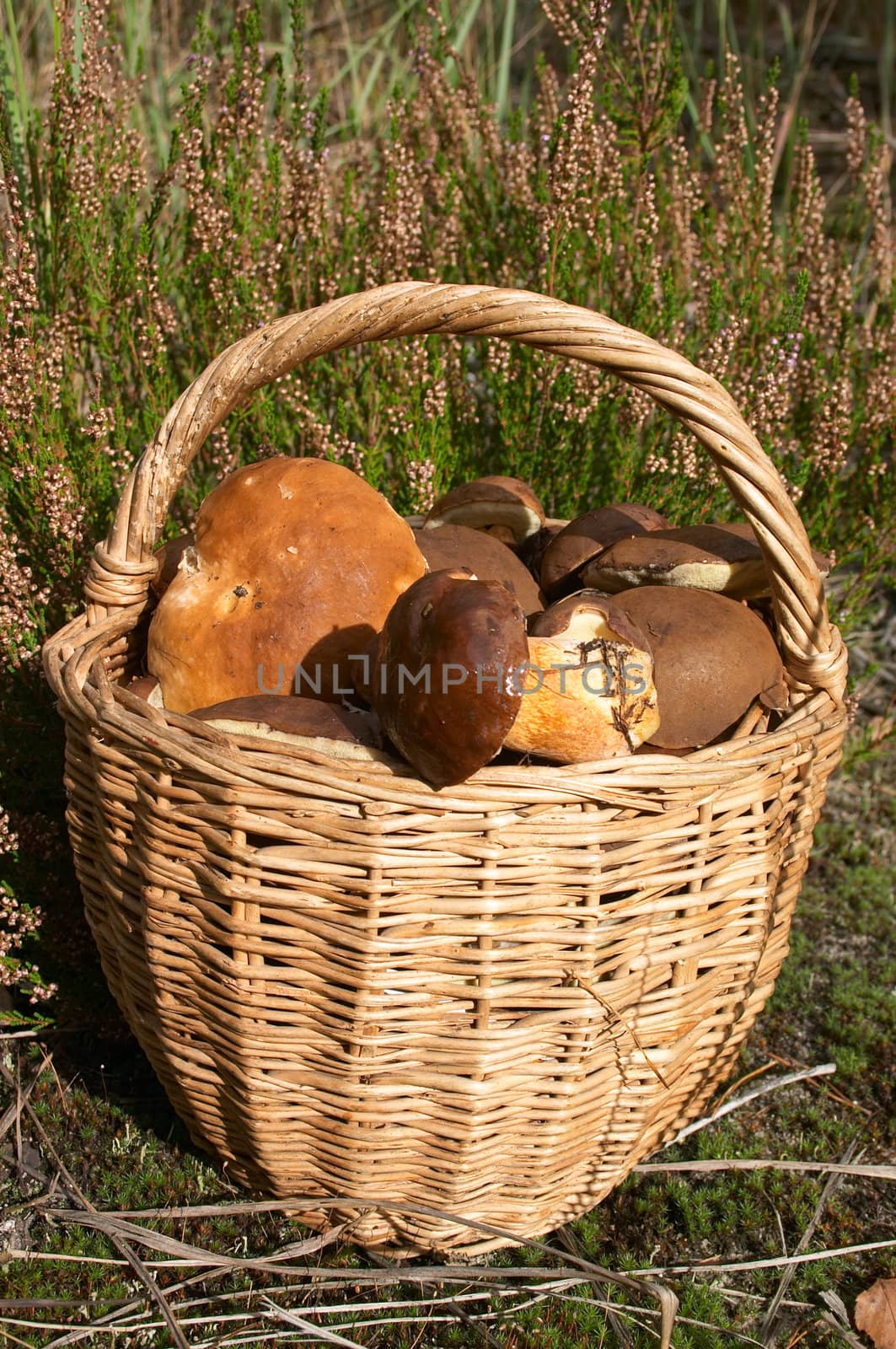 full frail with mushrooms standing near of flowering heather 