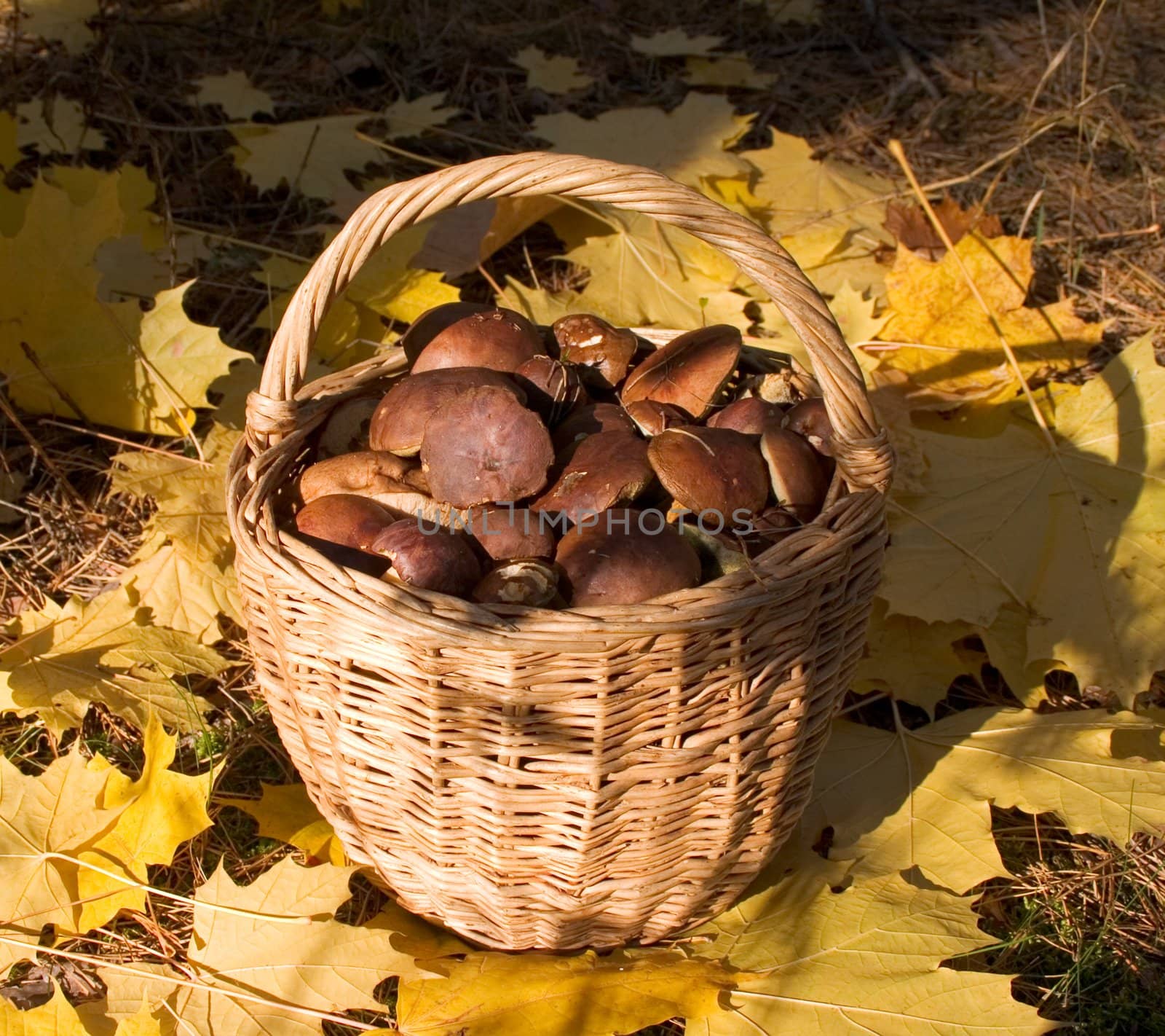 frail with funguses standing on the yellow leaves in forest