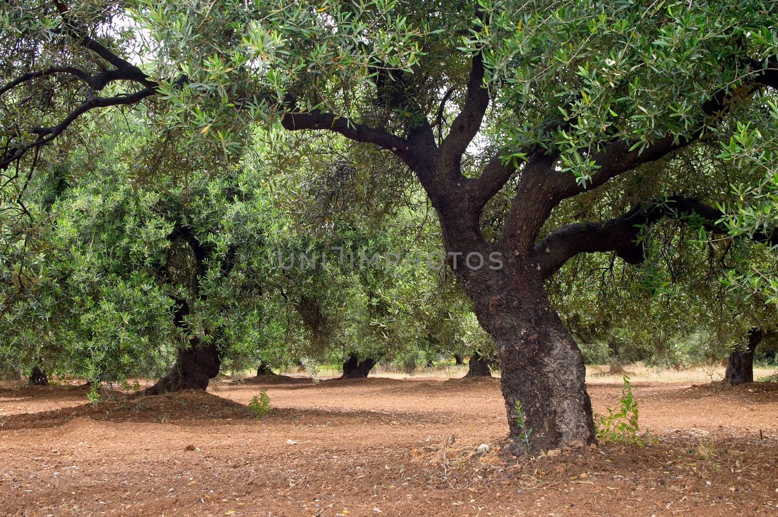 olive tree in olive garden