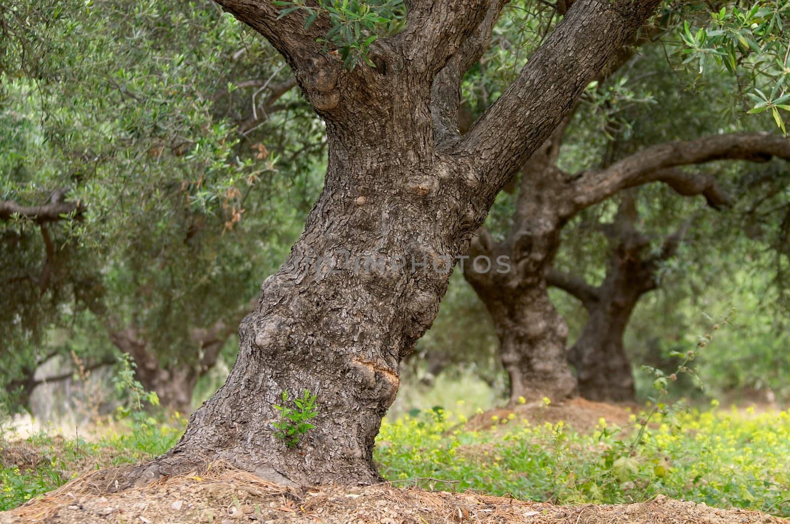 olive tree in greece