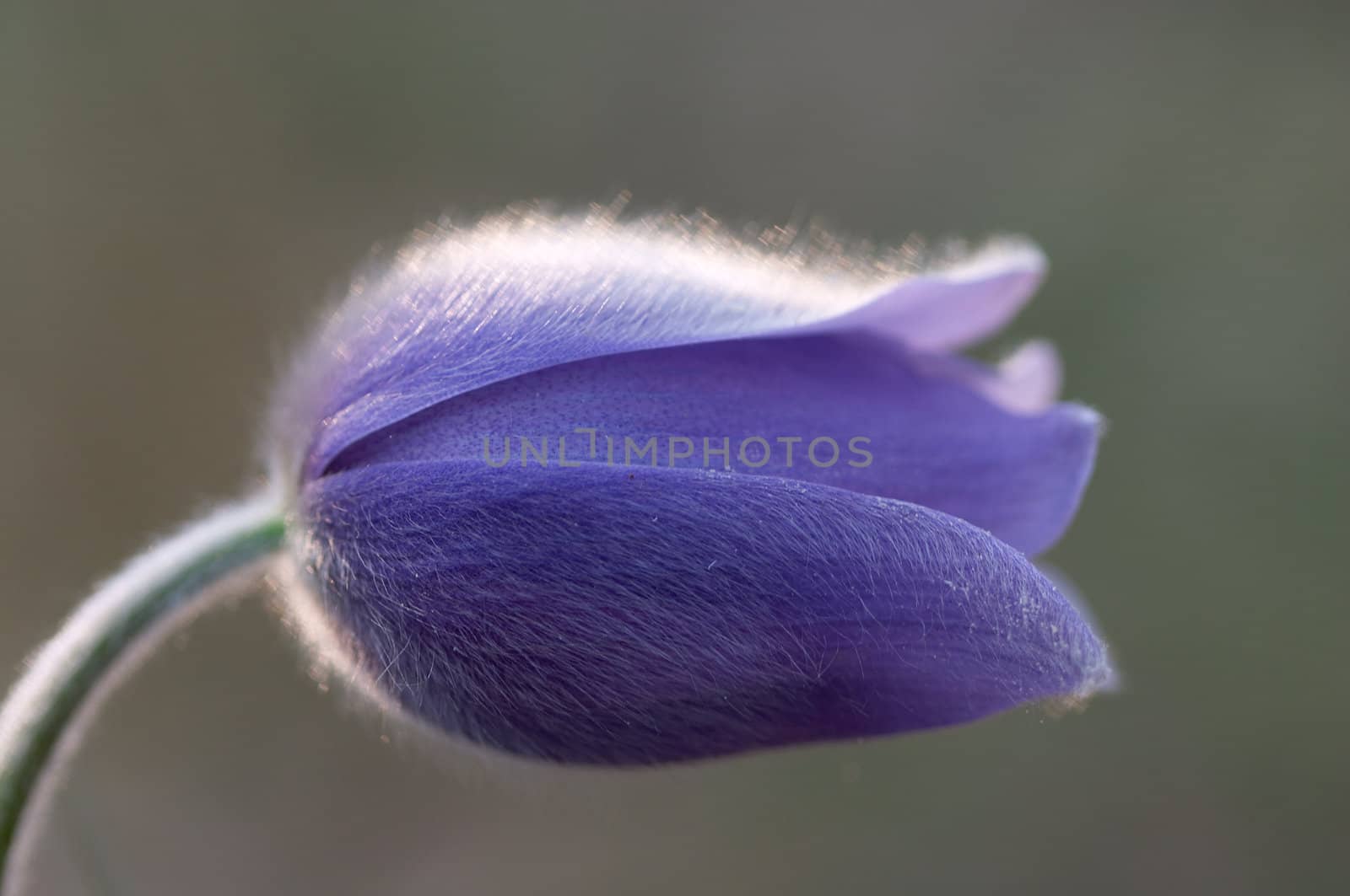 Macro photo of pasque flower