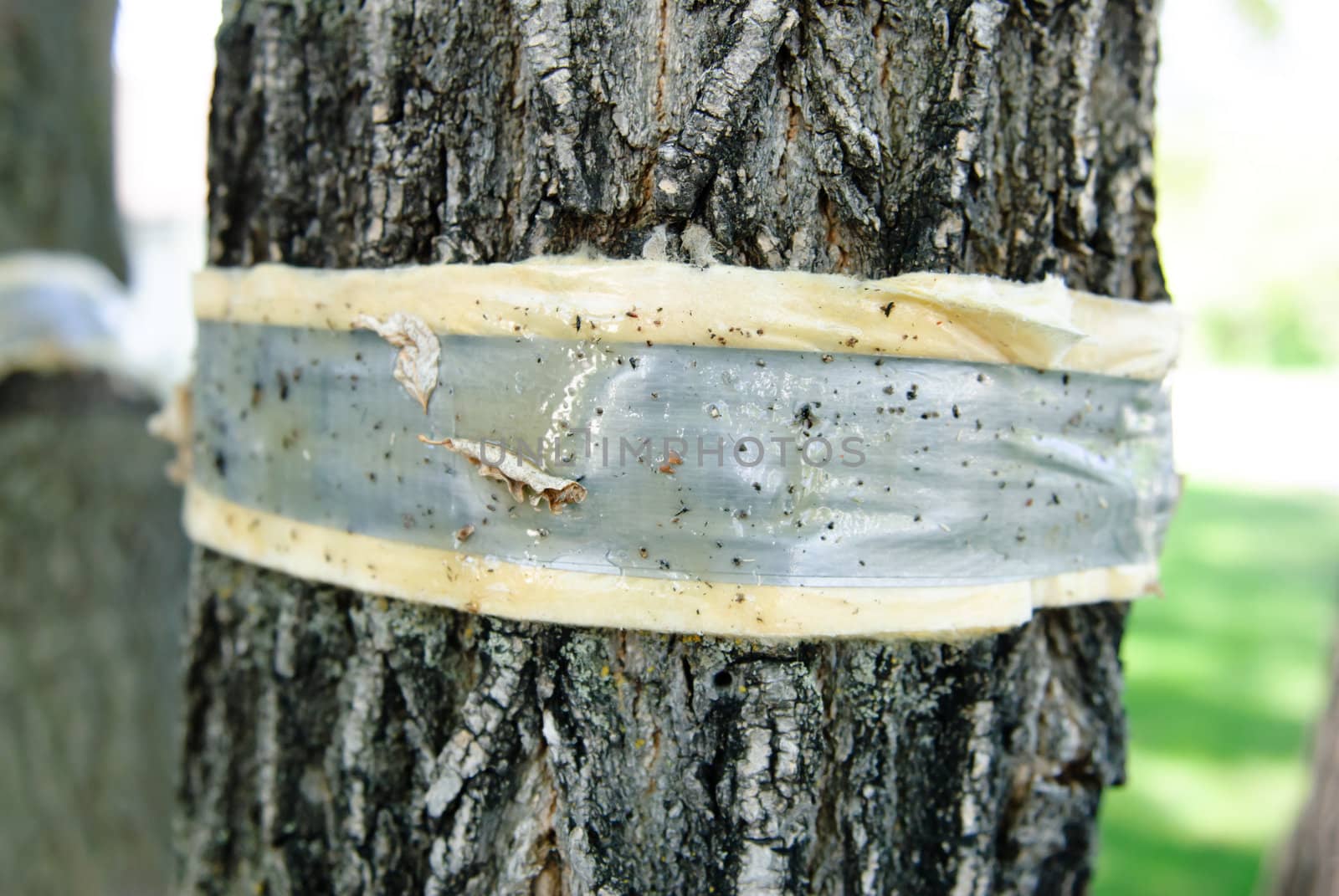 Tape with sticky goop on it to trap bugs (specifically the elm beetle) to prevent Dutch Elm Disease.