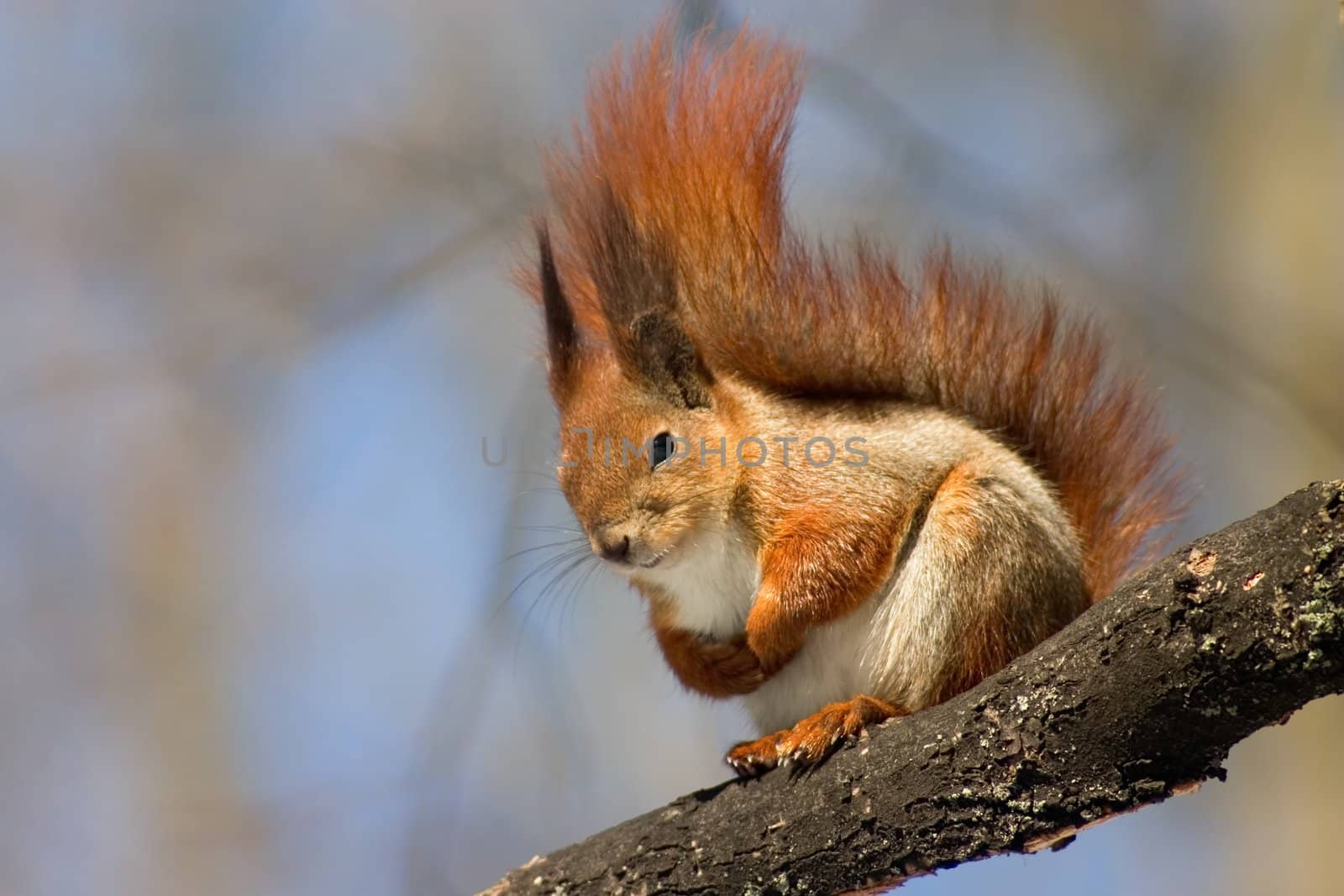 Squirrel on the tree 