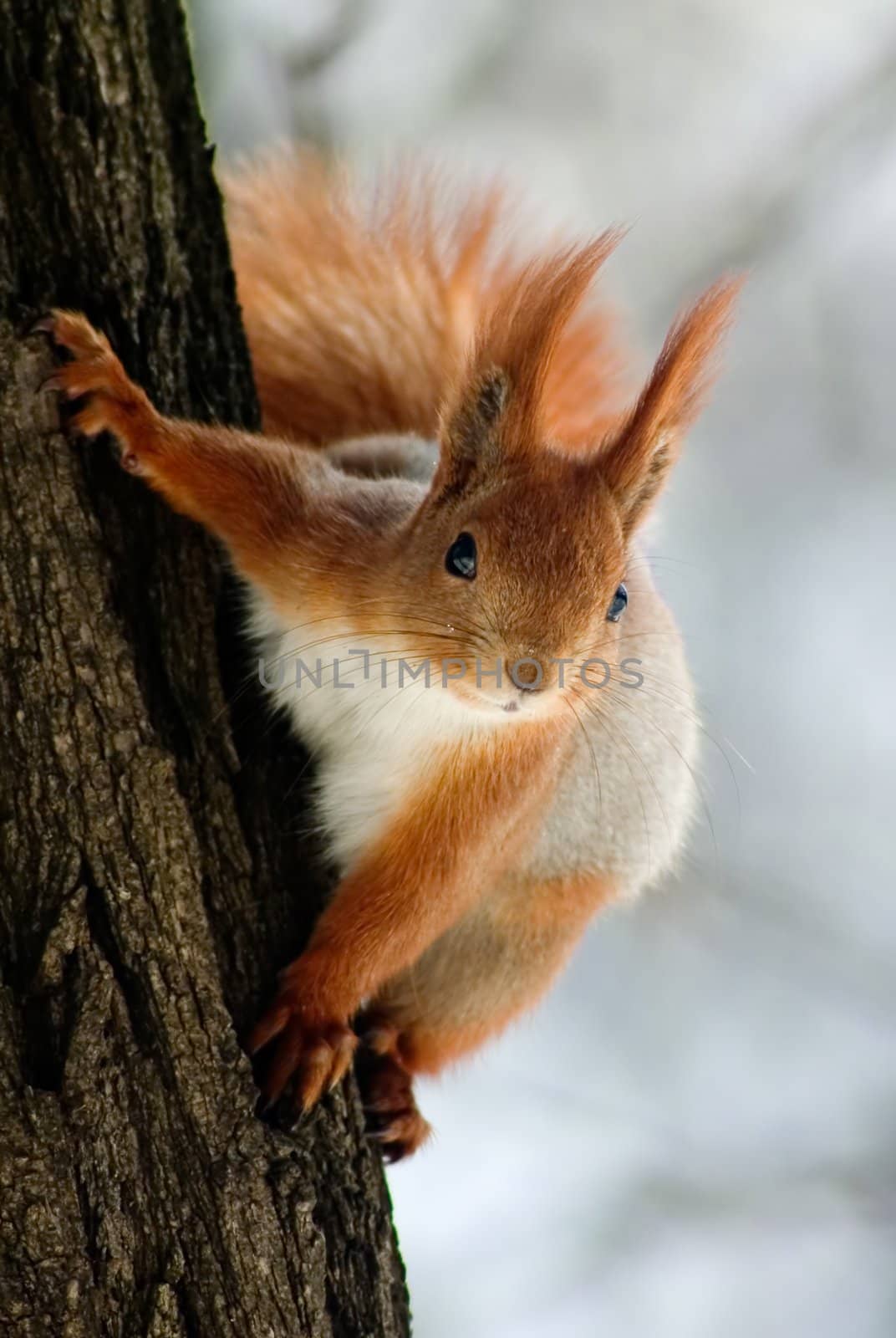 Red squirrel hanging on the tree stem