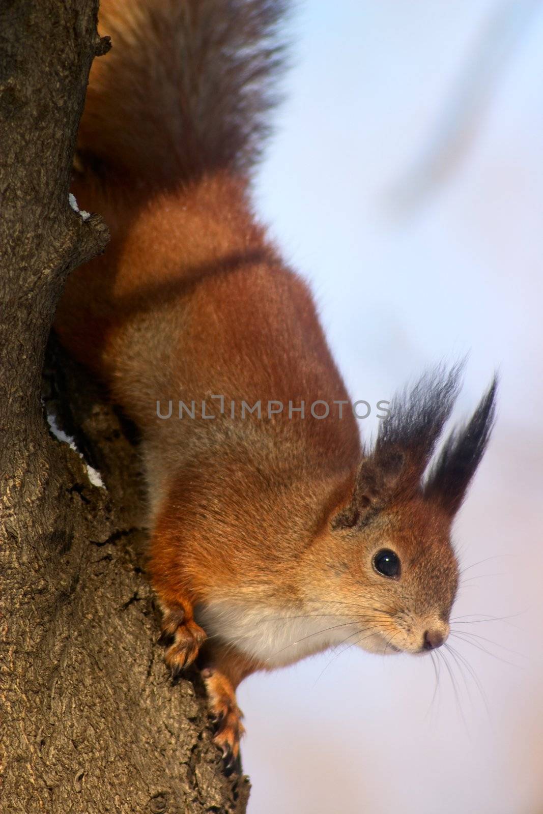 red squirrel hanging on teh tree bole