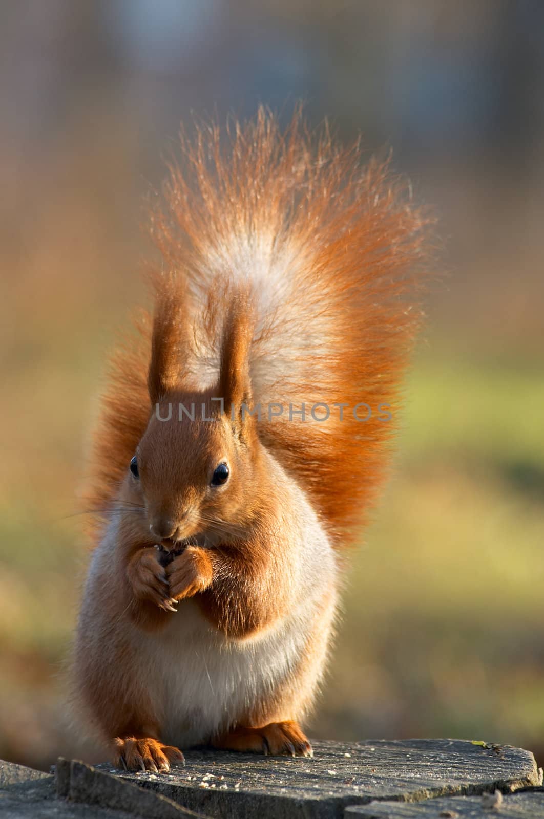 red squirrel eating on the tree stub