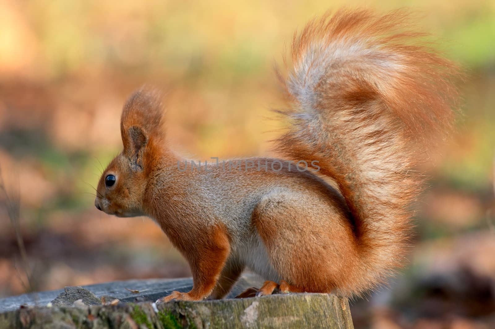 Red squirrel sitting on tree stub