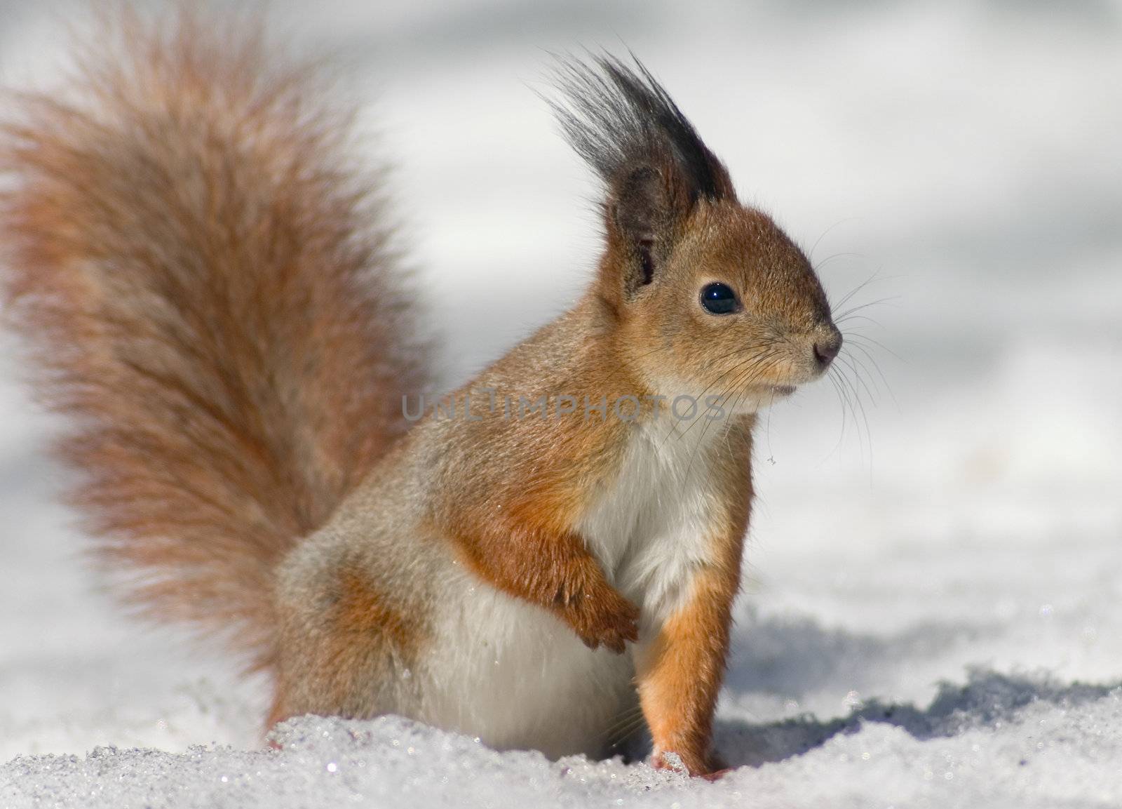 Red squirrel on the snow looking to the right