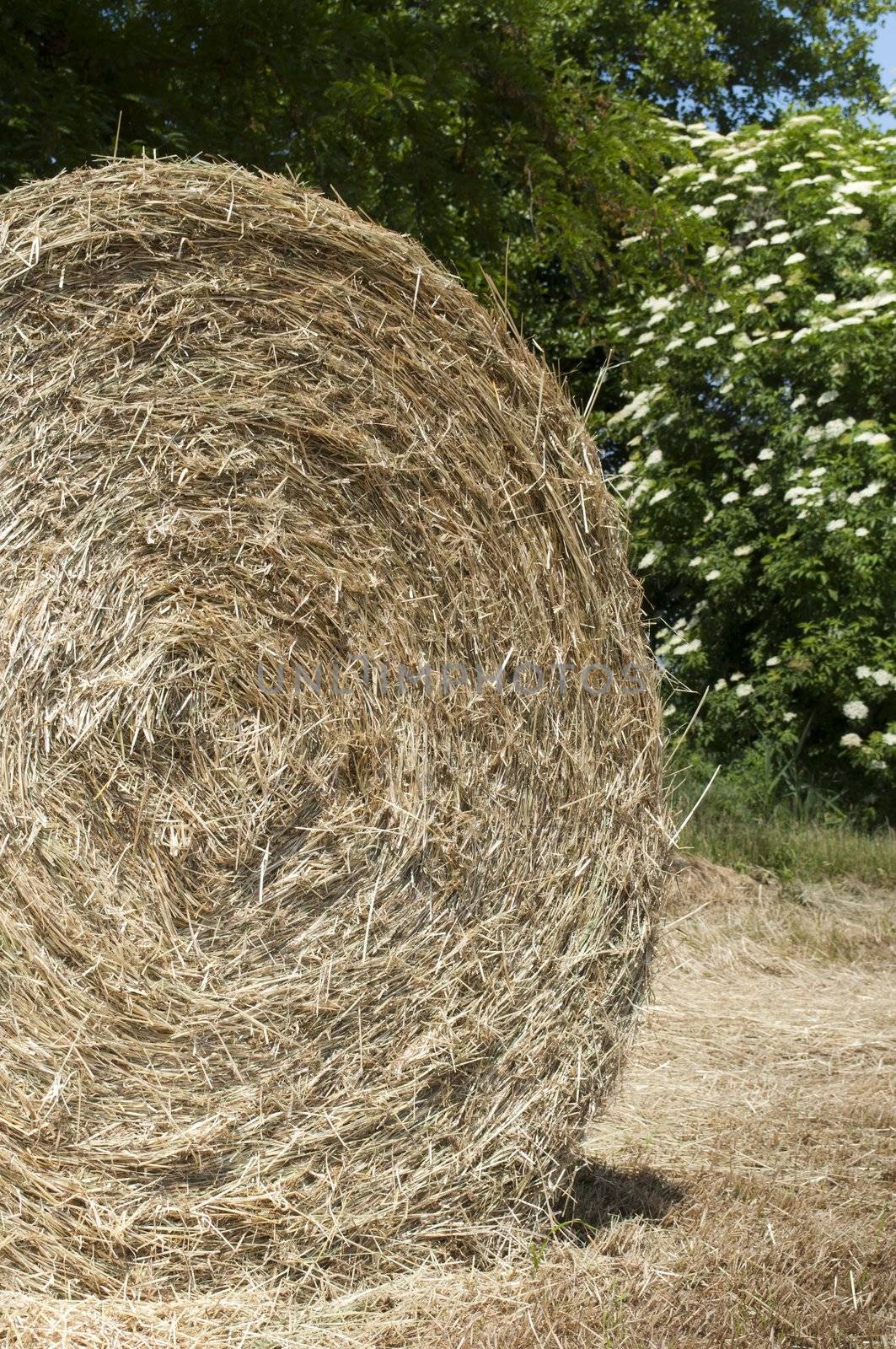 Hay ball detail in a corn field, bushes in background