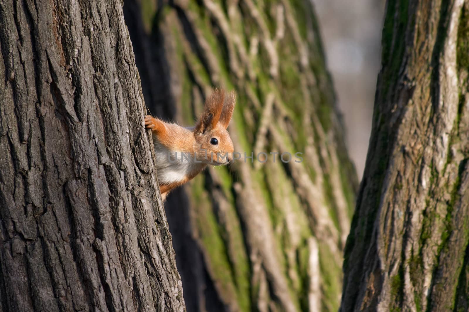 Squirrel playing in hide and seek and looking out from the tree stem