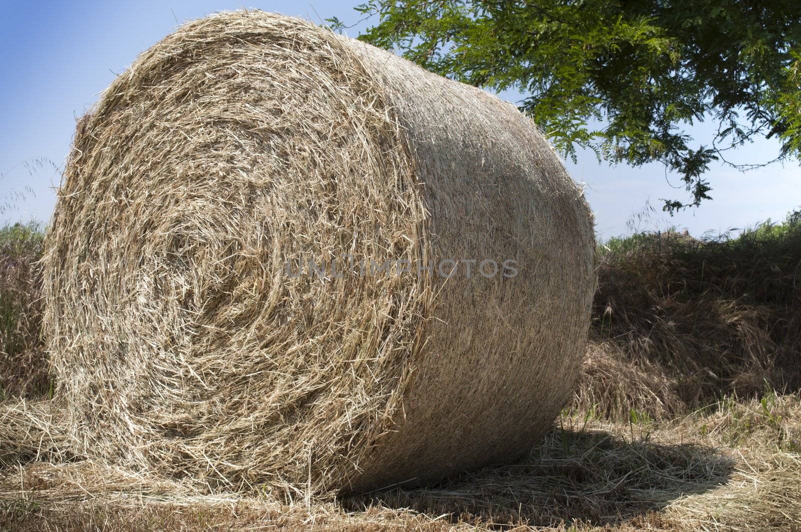 Hay ball  in a corn field, drop shadow in the field