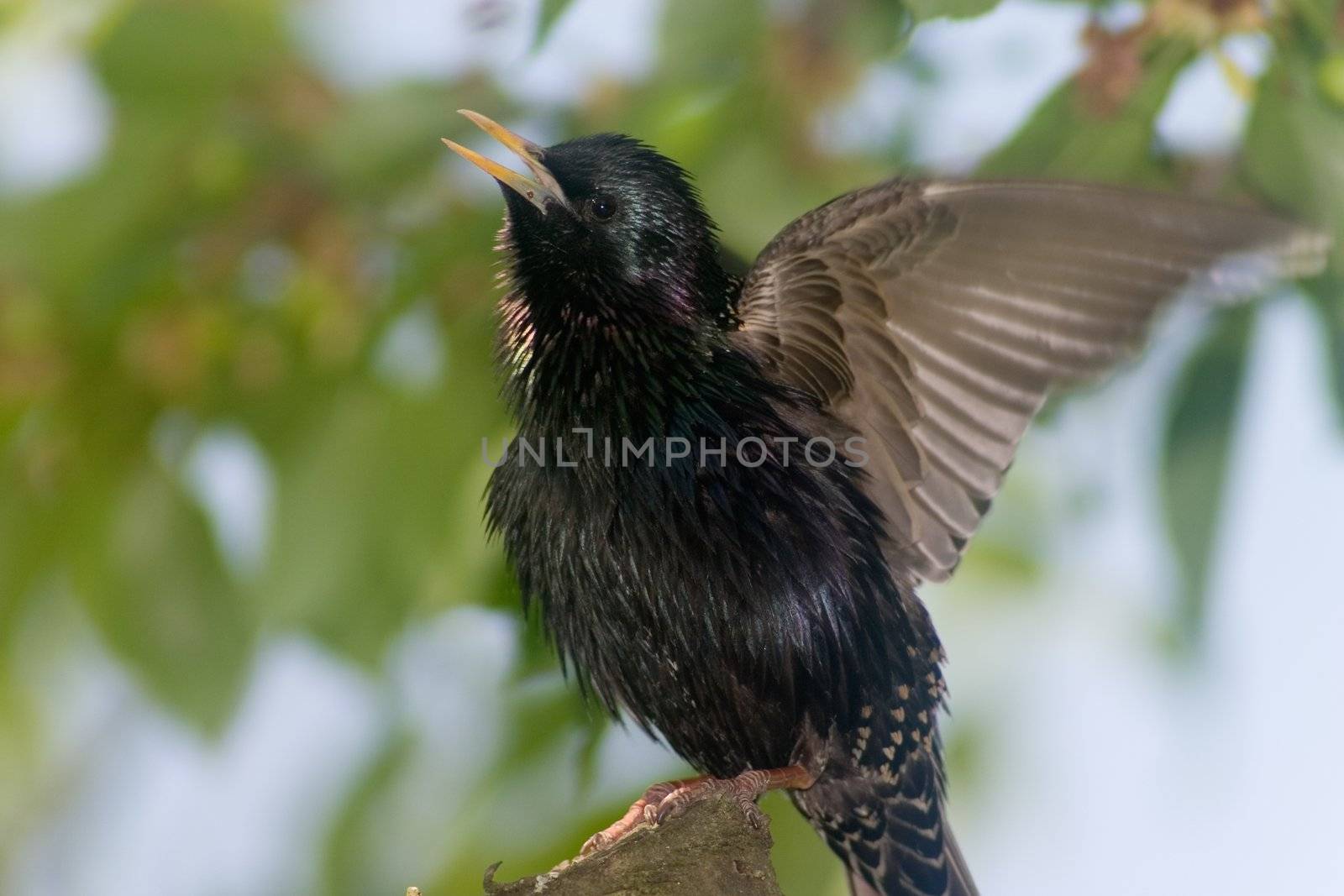 singing bird  in the bushes